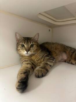 Domestic Short Hair Cats Available for Adoption in Johnson City, Tennessee - Pixel (martindale) | PetCurious