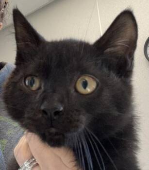Frannie -  Domestic Short Hair Cat for Adoption in Lafayette, Indiana - Frannie | PetCurious