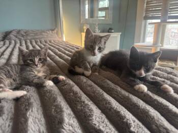 Domestic Short Hair Cats Available for Adoption in Jersey City, New Jersey - Gilda | PetCurious