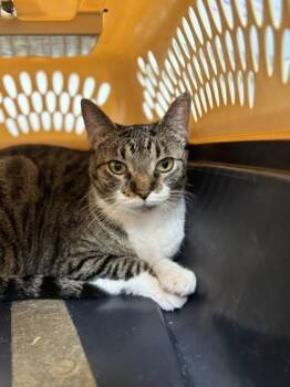Lynx -  Domestic Short Hair Cat for Adoption in Covington, Louisiana - Lynx | PetCurious