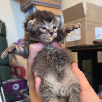 Tom Ford -  Domestic Medium Hair Cat Available for Adoption in St. Helena, California - Tom Ford | PetCurious