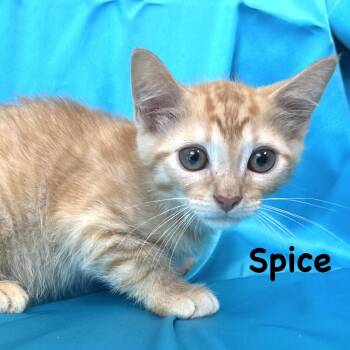Spice -s -  Domestic Medium Hair Cat for Adoption in Sequatchie, Tennessee - Spice -s | PetCurious