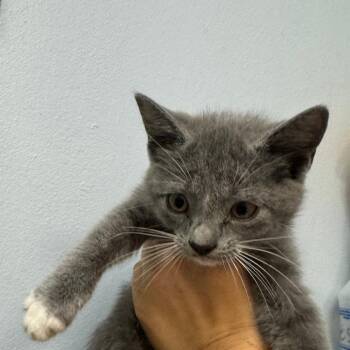 Wawa -  Domestic Short Hair Cat for Adoption in Port Charlotte, Florida - Wawa | PetCurious
