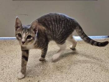 Kent -  Domestic Short Hair Cat for Adoption in Lafayette, Indiana - Kent | PetCurious
