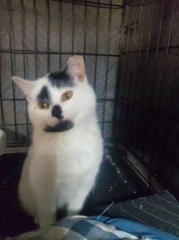 Rescue Domestic Short Hair Cats for Adoption in Medina, Ohio - Rascal | PetCurious