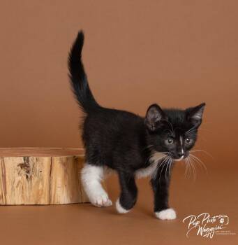 Sally -  Domestic Short Hair Cat for Adoption in Valley Park, Oklahoma - Sally | PetCurious