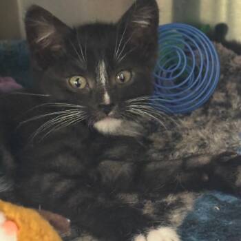 Guppy -  Domestic Short Hair Cat for Adoption in Mankato, Minnesota - Guppy | PetCurious