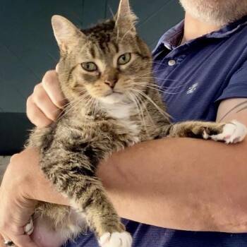 Rescue Domestic Short Hair Cats for Adoption in Syracuse, New York - Suzie-Q | PetCurious