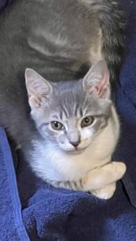 Domestic Short Hair Cats Available for Adoption in St. Petersburg, Florida - Milo | PetCurious
