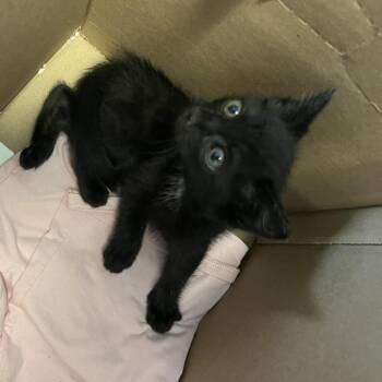 Wave -  Domestic Medium Hair Cat for Adoption in Greensboro, North Carolina - Wave | PetCurious