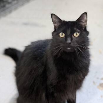 Giles -  Domestic Long Hair Cat for Adoption in Springfield, Oregon - Giles | PetCurious
