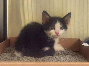 STUART LITTLE -  Domestic Short Hair Cat for Adoption in St. Louis, Missouri - STUART LITTLE | PetCurious