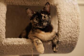 Hazel & Reese (bonded pair) -  Domestic Short Hair Cat for Adoption in Wheaton, Illinois - Hazel & Reese (bonded Pair) | PetCurious