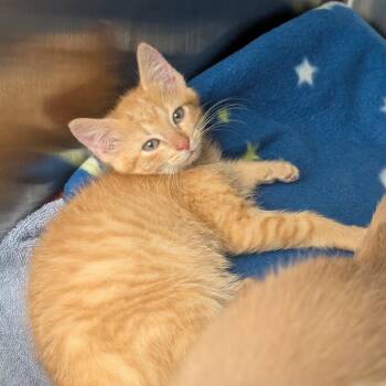 Tate -  Domestic Short Hair Cat for Adoption in Pittsburgh, Pennsylvania - Tate | PetCurious