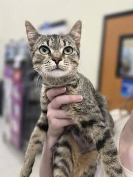 Tawny          GFRCC -  Domestic Short Hair Cat for Adoption in Metamora, Illinois - Tawny          GFRCC | PetCurious
