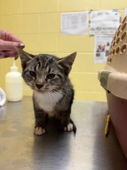 Hex -  Domestic Short Hair Cat for Adoption in Crossville, Tennessee - Hex | PetCurious