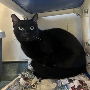 Draco -  Domestic Short Hair Cat for Adoption - Draco | PetCurious