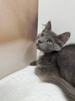 Brave -  Domestic Medium Hair Cat for Adoption in St. Cloud, Florida - Brave | PetCurious