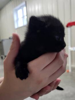 Stormy -  Domestic Short Hair Cat for Adoption in Medford, Wisconsin - Stormy | PetCurious