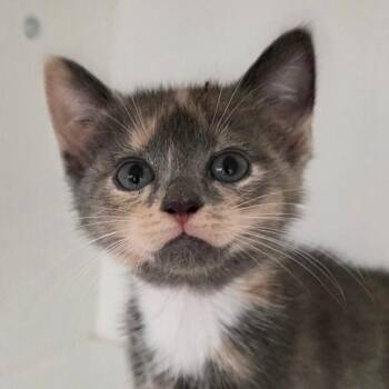 Skye -  Domestic Short Hair Cat for Adoption in Cumming, Georgia - Skye | PetCurious