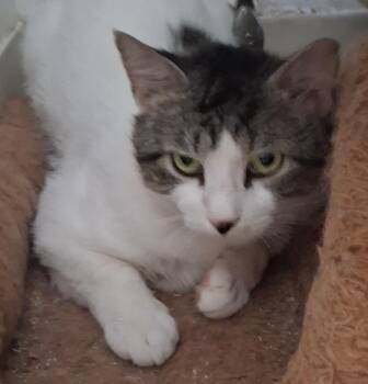 Robbie -  Tabby Cat for Adoption in Bear, Delaware - Robbie | PetCurious