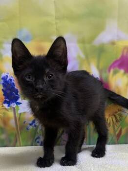 Jollibee -  Domestic Short Hair Cat for Adoption in San Antonio, Texas - Jollibee | PetCurious
