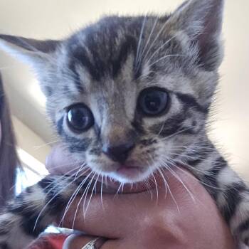 Tiger -  Domestic Short Hair Cat for Adoption in Klamath Falls, Oregon - Tiger | PetCurious
