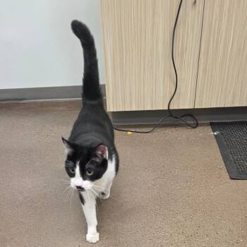 Charlie -  Domestic Short Hair Cat for Adoption in Chattanooga, Tennessee - Charlie | PetCurious