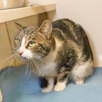 Domestic Short Hair Cats Available for Adoption in South Elgin, Illinois - Brandine | PetCurious