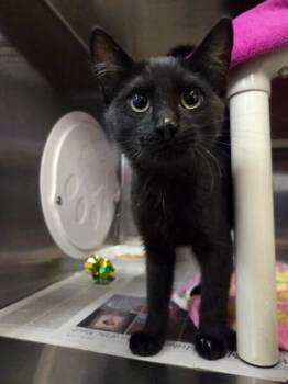 Figment -  Domestic Short Hair Cat for Adoption in Fruit Heights, Utah - Figment | PetCurious