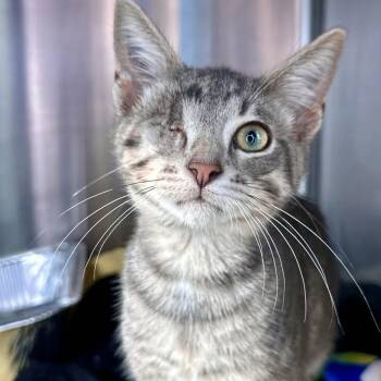 Stetson -  Domestic Short Hair Cat for Adoption in Matteson, Illinois - Stetson | PetCurious