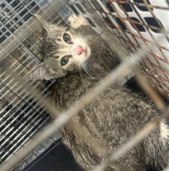 Rescue Domestic Short Hair Cats for Adoption in Palmetto, Florida - A132491 | PetCurious