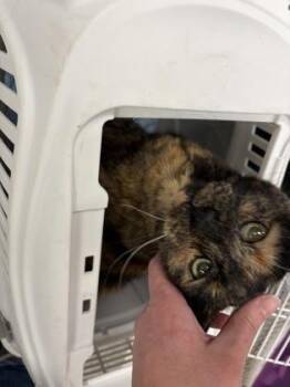 Lady -  Domestic Short Hair Cat for Adoption in Lowell, Massachusetts - Lady | PetCurious