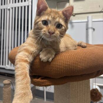 Meowth -  Domestic Medium Hair Cat for Adoption in Denver, Colorado - Meowth | PetCurious