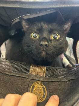 Domestic Short Hair Cats Available for Adoption in Plano, Texas - Venus A217374 | PetCurious