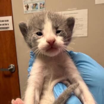 Jack -  Domestic Short Hair Cat for Adoption in Kanab, Utah - Jack | PetCurious