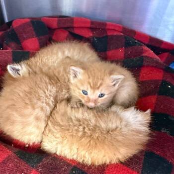 Fango (Meeny) -  Domestic Short Hair Cat for Adoption in Madisonville, Tennessee - Fango (Meeny) | PetCurious