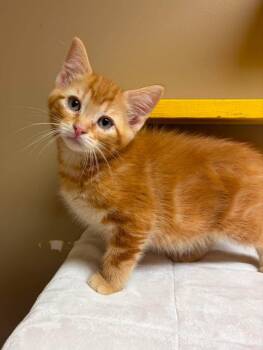 Gouda -  Domestic Short Hair Cat for Adoption in Maryville, Missouri - Gouda | PetCurious