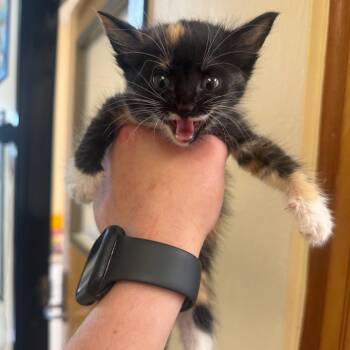 Domestic Short Hair Cats Available for Adoption in Corinth, Mississippi - Kitten2 | PetCurious