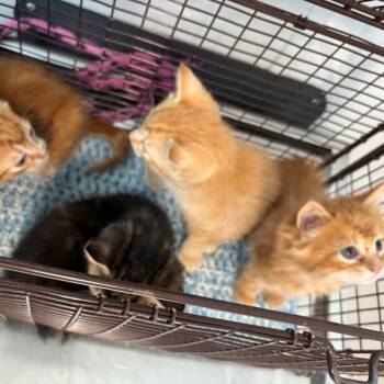 Blaze -  Domestic Short Hair Cat for Adoption in Des Moines, Iowa - Blaze | PetCurious