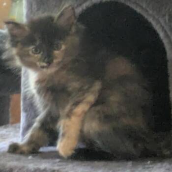 Seville -  Domestic Medium Hair Cat for Adoption in Fort Lauderdale, Florida - Seville | PetCurious