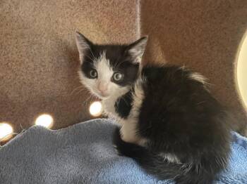 Rescue Domestic Medium Hair Cats for Adoption in Pasadena, California - PIXIE | PetCurious