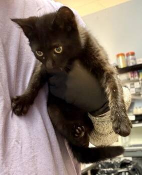 MIA- Sirius -  Domestic Short Hair Cat for Adoption in Chamblee, Georgia - MIA- Sirius | PetCurious