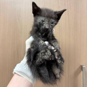 Wisp -  Domestic Short Hair Cat for Adoption in Reno, Nevada - Wisp | PetCurious