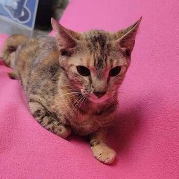 Domestic Short Hair Cats Available for Adoption in Valdosta, Georgia - Camellia | PetCurious