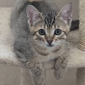 Frodo -  Domestic Short Hair Cat for Adoption in San Tan Valley, Arizona - Frodo | PetCurious