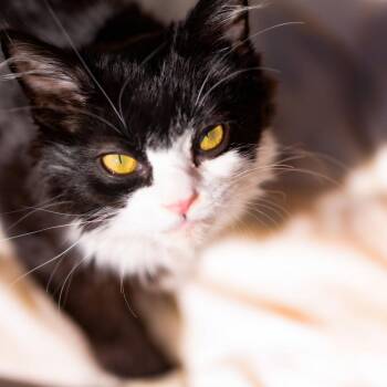 Domestic Medium Hair Cats Available for Adoption - Gemma | PetCurious