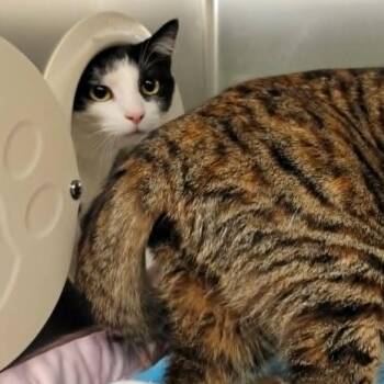 Marley -  Domestic Short Hair Cat Available for Adoption in Columbia, Missouri - Marley | PetCurious