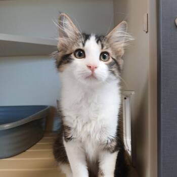 Woody -  Domestic Long Hair Cat for Adoption in Cody, Wyoming - Woody | PetCurious