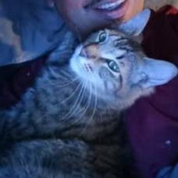 Domestic Short Hair Cats Available for Adoption in Austin, Texas - Bubulubu | PetCurious